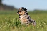 BERGER AUSTRALIEN PUPPIES 178
